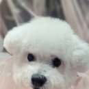 헬로몽 이미지