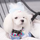 쁘띠몽몽 이미지