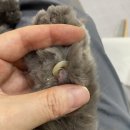 고양이무마취미용 묘갱살롱 | 고양이 발톱깍기 추천 네꼬이찌/네코이찌 발톱깍기 집사템 추천 묘갱살롱
