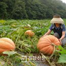 보성사료 이미지