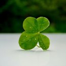 네잎클로버 이미지