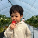 딸기나라 | [내돈내산] 남양주 딸기나라 가격 및 시간 솔직후기, 3세 아이와 다녀온 찐후기