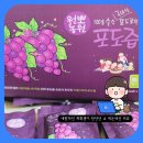 영동청정농원 | 원뽀농원 천연 임산부 포도즙 내돈내산 재재구매한 레알 후기
