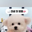 뽀송뽀송강아지미용실 이미지