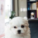 어반독스 이미지