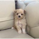 행복한강아지 이미지