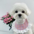 단비네 애견미용 이미지