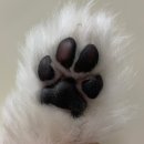 강아지발바닥