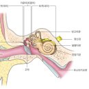 달팽이관 cochlea 이미지