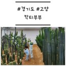 밍크목장 | [경기도/고양] '칵티부부 '일산 아이랑 가볼만한곳, 테라리움과 모래놀이가 가능한 선인장 카페