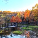 수림원 | 물향기수목원 오산 무료 입장 주말 단풍 나들이(돗자리 피크닉 도시락 필수)