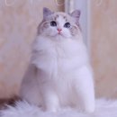 피치플랜 이미지