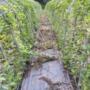 한마음농장 2 이미지