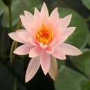 H8315 Daum카페