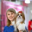 도그 살롱 (DOG SALON) Daum카페