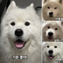 강아지 숲 | 강아지들의 놀거리 천국 '춘천 강아지숲' 다녀온 찐 후기