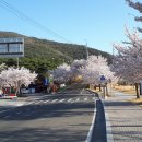 영천댐 벚꽃 백리길 : 영천댐 - 망향공원 - 충효삼거리 이미지