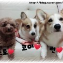 윤선생 애견훈련소 이미지