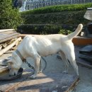 진도개패밀리 이미지