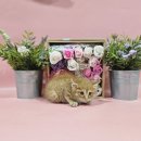 새싹발트유치원 이미지