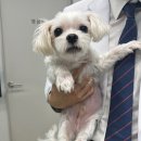 온정동물병원 이미지