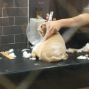 잔다냥 | [고양이 미용] 고양이 무마취 미용 '잔다냥' 방문기