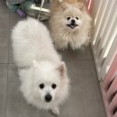 싹독 | 대전 대흥동 애견미용샵 싹독할가영에서 강아지 두마리 위생미용 완료!