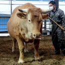 합천불고기 이미지