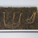 고려산삼 | 어버이날 선물 추천 산속의삼 국내산 산양산삼 6년근 정품 5뿌리 세트 후기