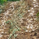 종구농장 | 마늘밭 만들기 /마늘 심는 시기 / 한지형 마늘(의성마늘) 심을 준비