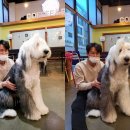 퍼피앤커피 이미지