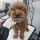 러블리 멍멍이 이미지