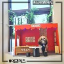 코코 반려견샵 | 반려견없이도 갈 수 있는 미사애견카페 멍프렌즈(feat.뷰맛집)