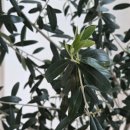 올리브나무 | 올리브 나무 가지치기 후기 및 수경 삽목 진행 상황