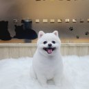 올래퍼피 네이버블로그