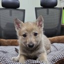 할리켄넬 이미지