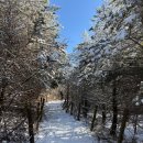 1/15일(목요일) 1329회차 정기산행 안내(소백산) 이미지