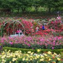 5월30일(토) 오십천 장미축제, 장밋빛으로 덮힌 장미공원, 한국의 나풀리 장호항 이미지