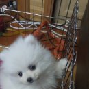 아이러브독 서초점 이미지