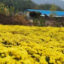 봉정사국화마을 이미지