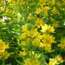 모스가든 이미지