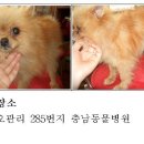 홍성군청(축산과) Daum카페