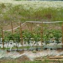 포승농장 이미지