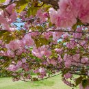 미사리 조정경기장 겹벚꽃 이미지