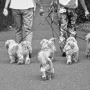 강아지산책 이미지