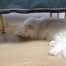 블루아이즈캣 이미지