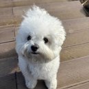 삼성부동산중개인사무소 | [결혼준비] 토지거래허가 구역에서 아파트 매매하기-7 완결(대망의 잔금일 절차 타임라인)