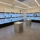 미유펫 강아지분양 고양이분양 전주점 이미지