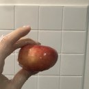 클로베이 | 시드니 여행 5일차 | 코스탈워크 - 쿠지비치 고든스베이 클로벨리비치 브론테비치 타마라마비치 본다이비치