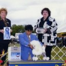 핑크퍼피 이미지